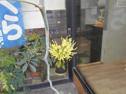 DSCN7633.jpg