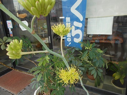 DSCN7635.jpg