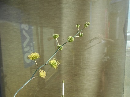 DSCN7642.jpg