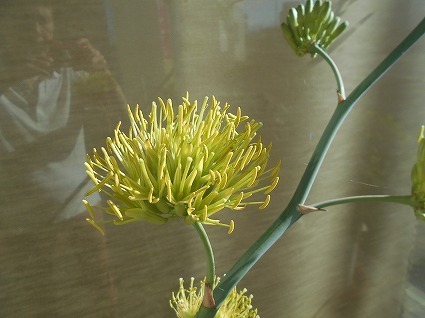 DSCN7644.jpg