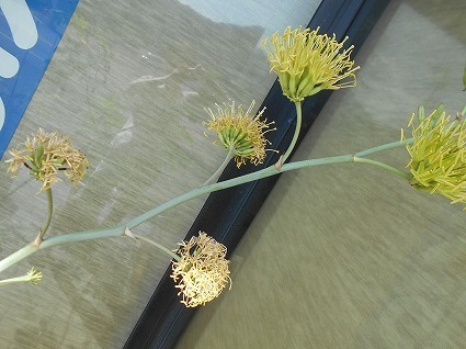 DSCN7661.jpg
