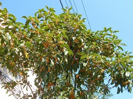 DSCN7685.jpg