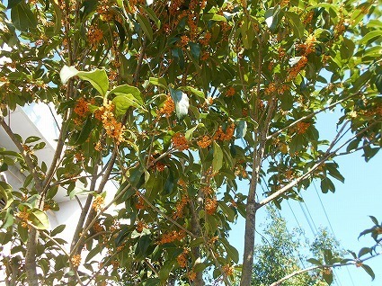 DSCN7686.jpg