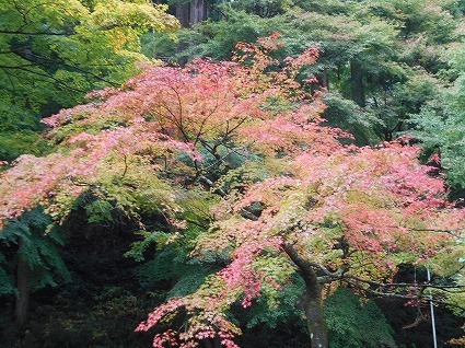 DSCN7739.jpg