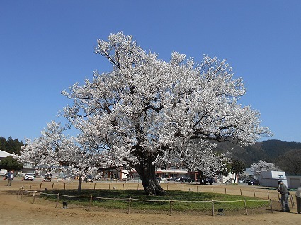 DSCN7964.jpg