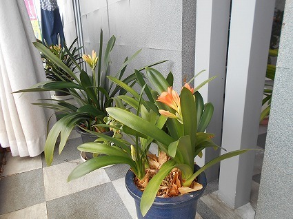 DSCN7984.jpg
