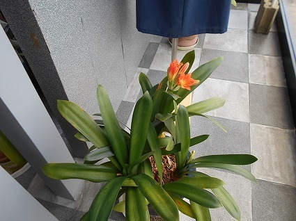 DSCN7985.jpg
