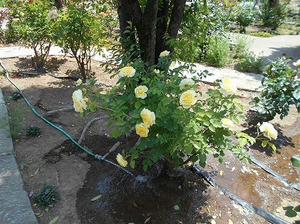 DSCN8007.jpg