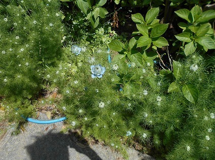DSCN8008.jpg