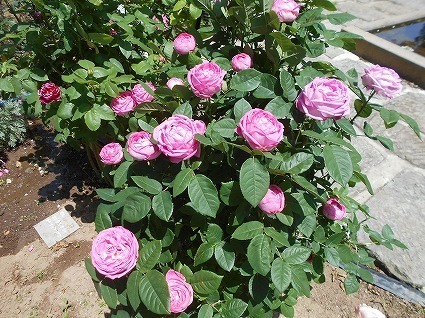 DSCN8009.jpg