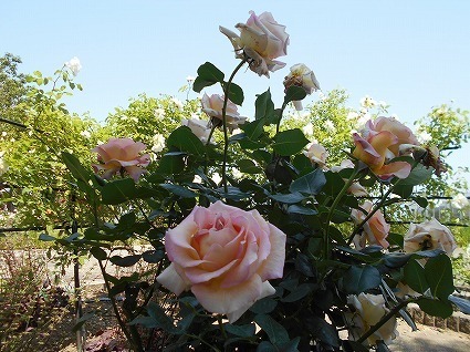 DSCN8013.jpg