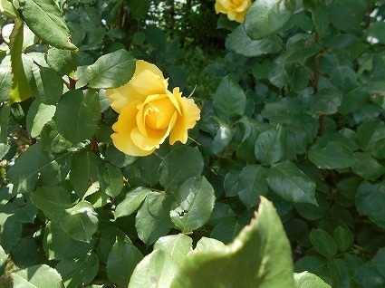 DSCN8014.jpg