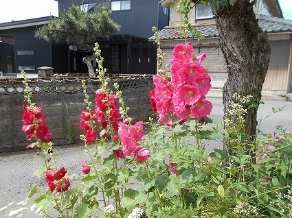 DSCN8025.jpg