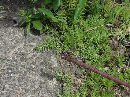 DSCN8057.jpg