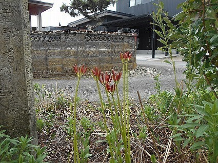 DSCN8141.jpg
