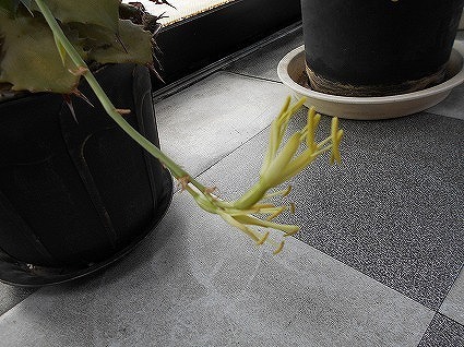 DSCN8145.jpg