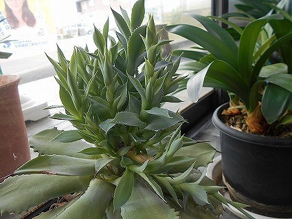 DSCN8146.jpg