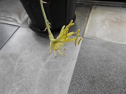 DSCN8147.jpg