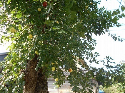 DSCN8154.jpg