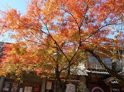 DSCN8259.jpg