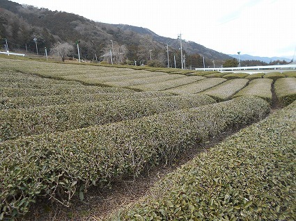 DSCN8355.jpg