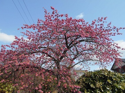 DSCN8370.jpg