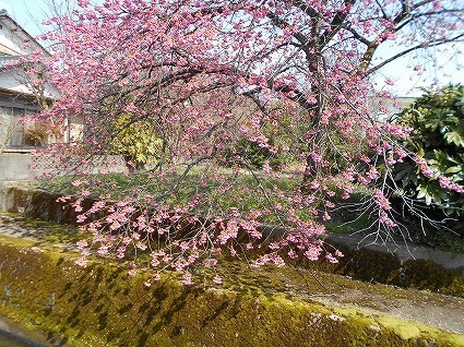 DSCN8371.jpg